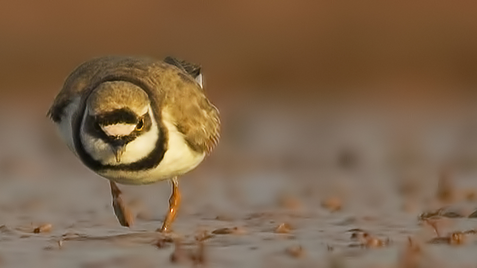Little Ringed Plover