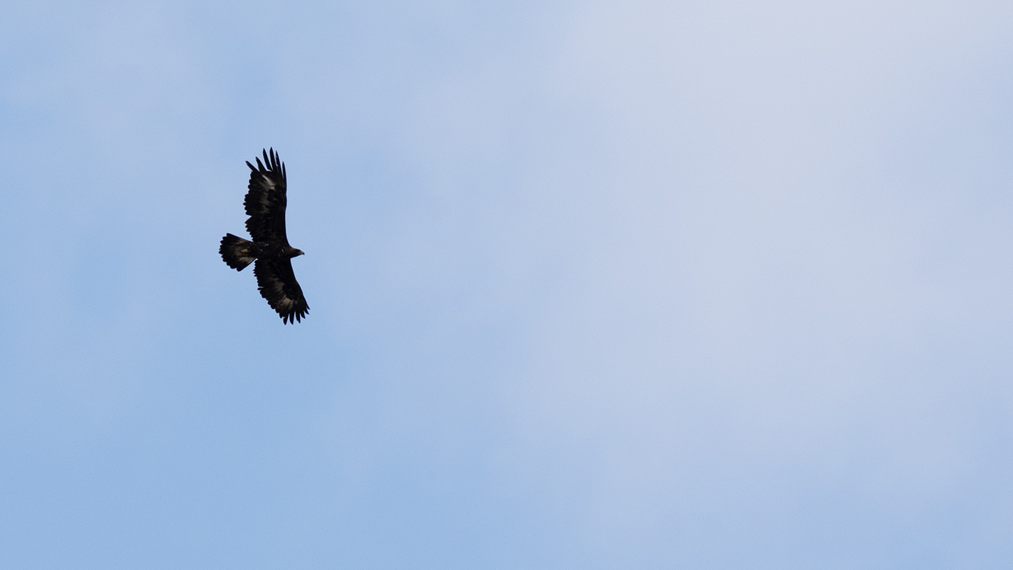Golden Eagle
