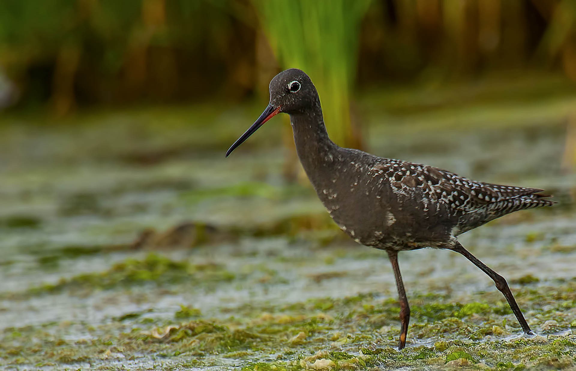 Spotted Redshank
