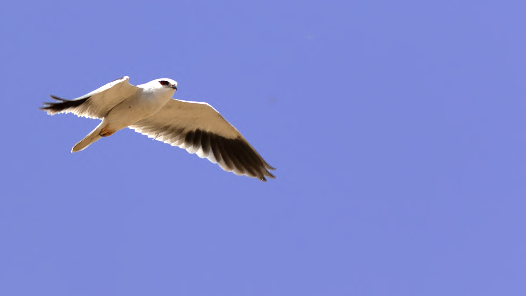 Black-winged Kite