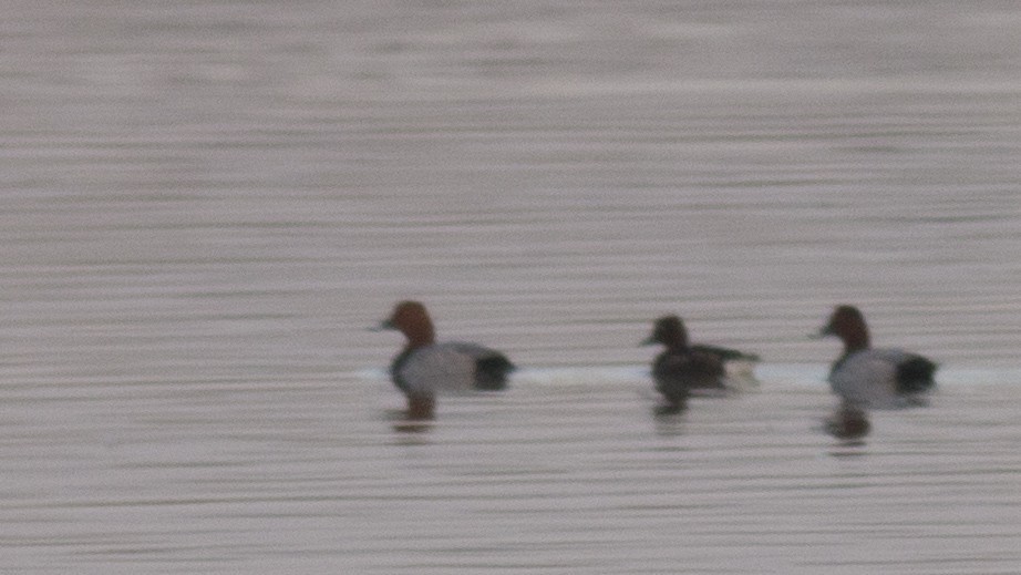 Common Pochard