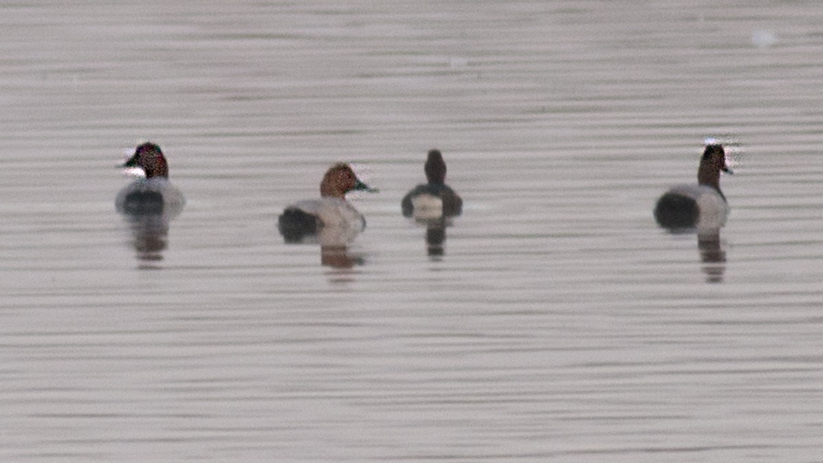 Common Pochard