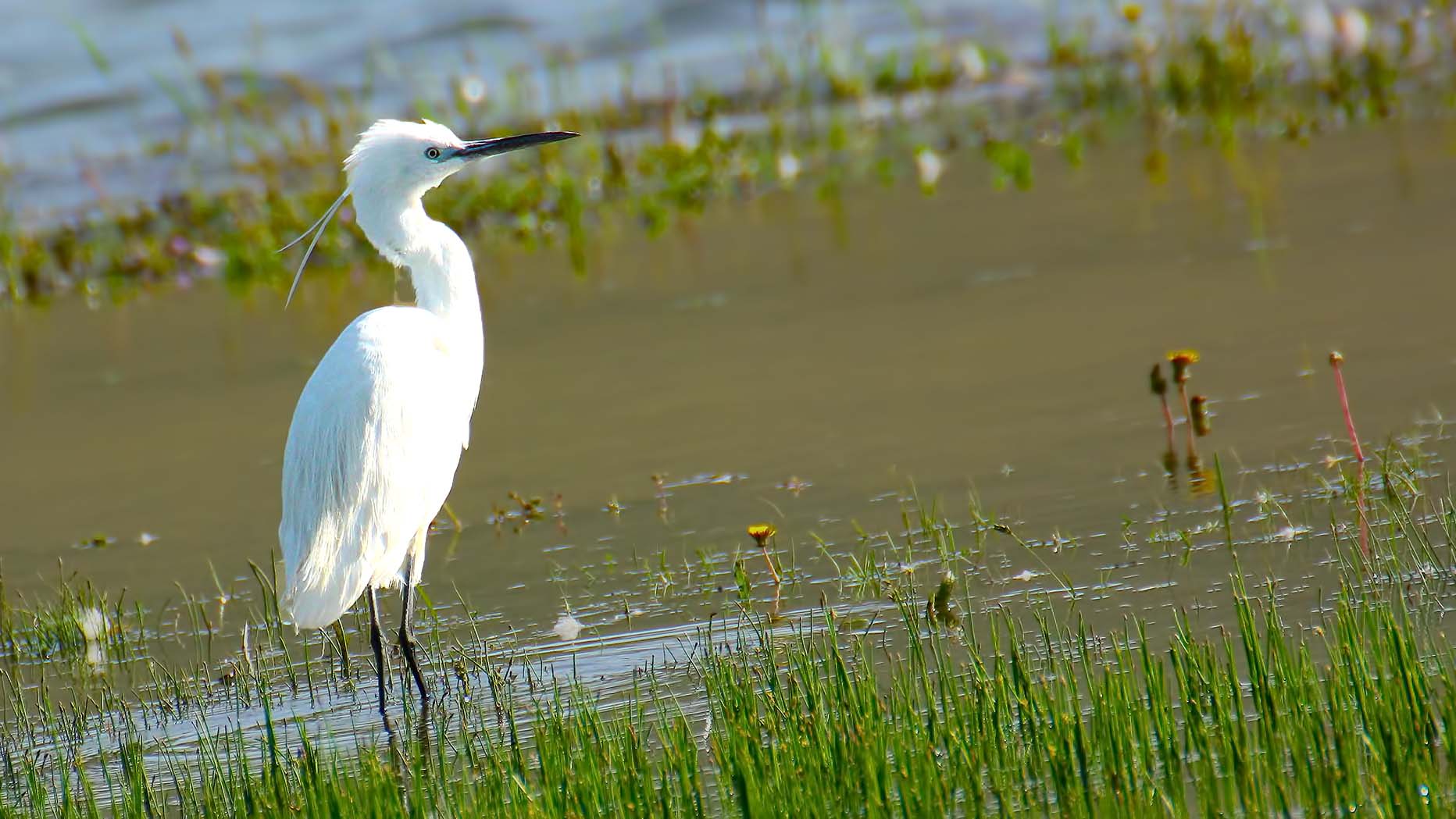 Little Egret