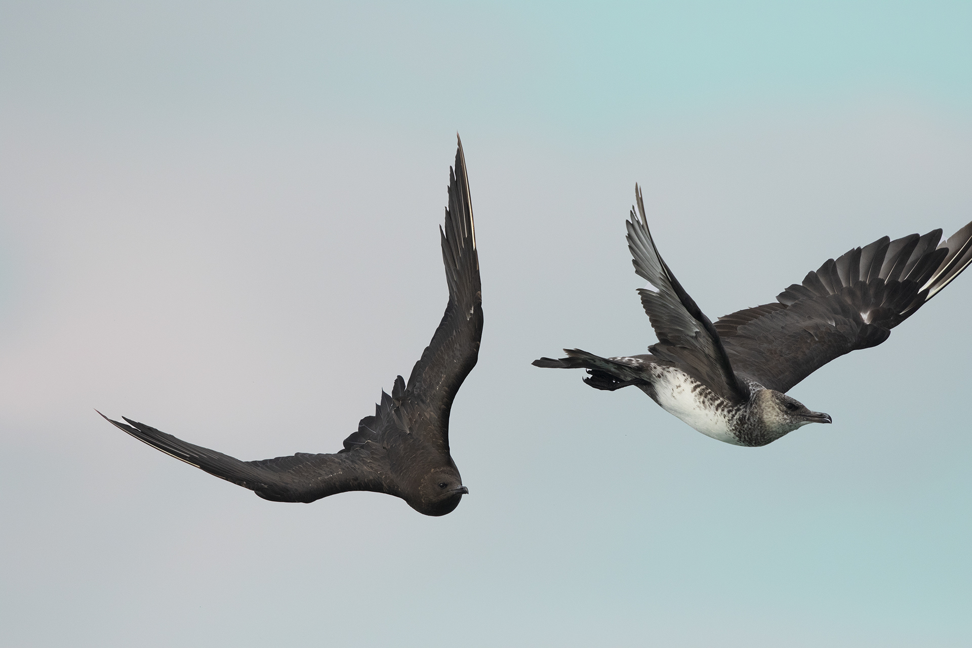 Parasitic Jaeger