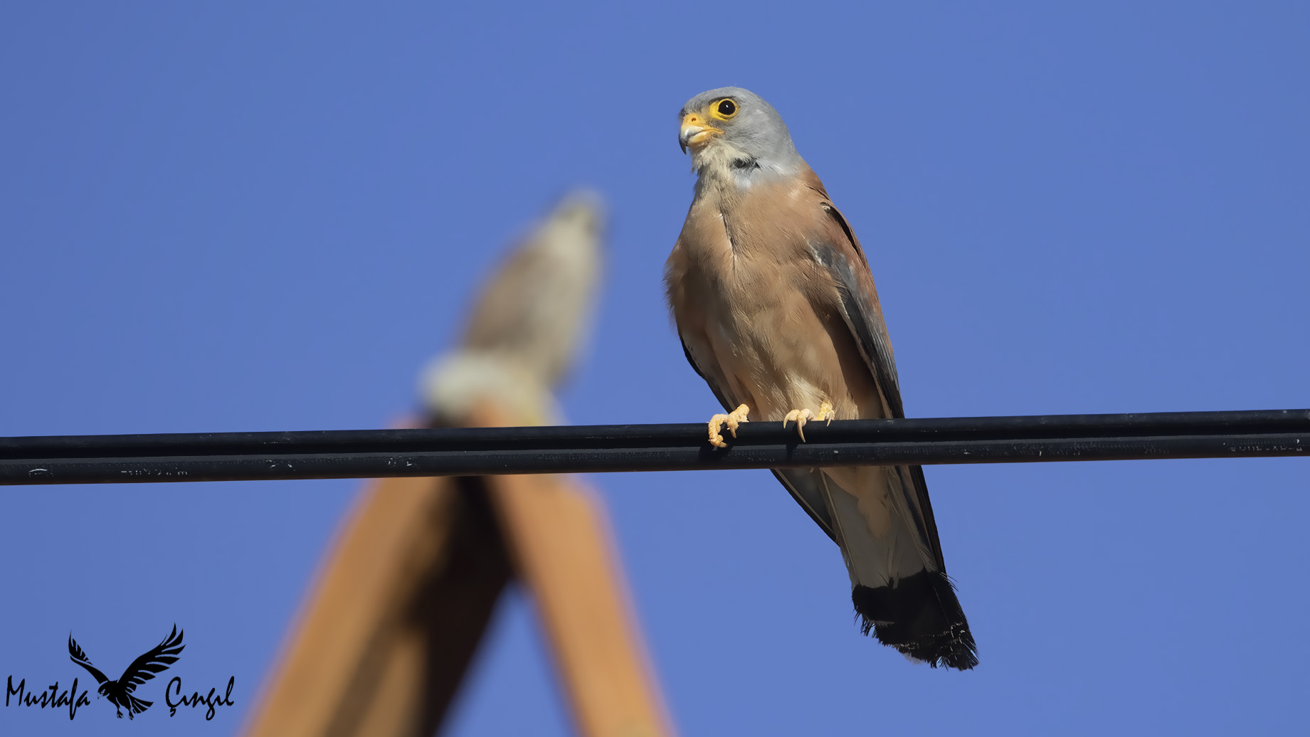 Eurasian Kestrel