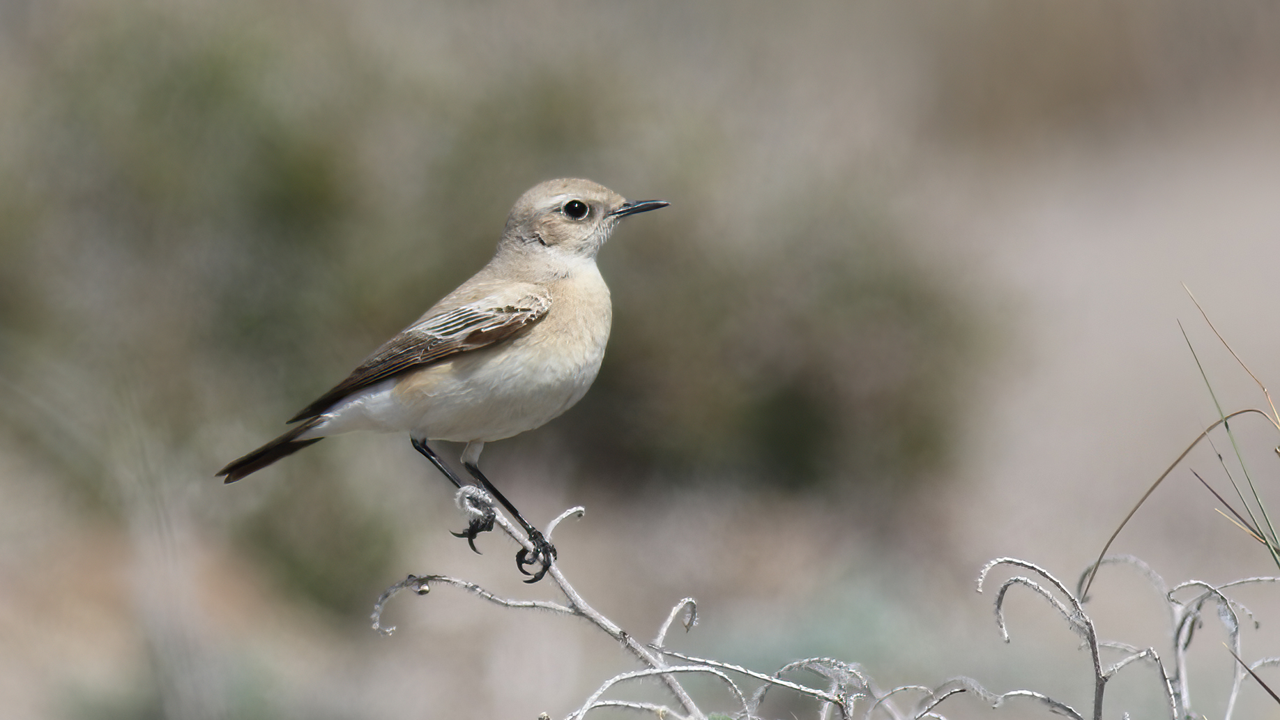 Desert Wheatear