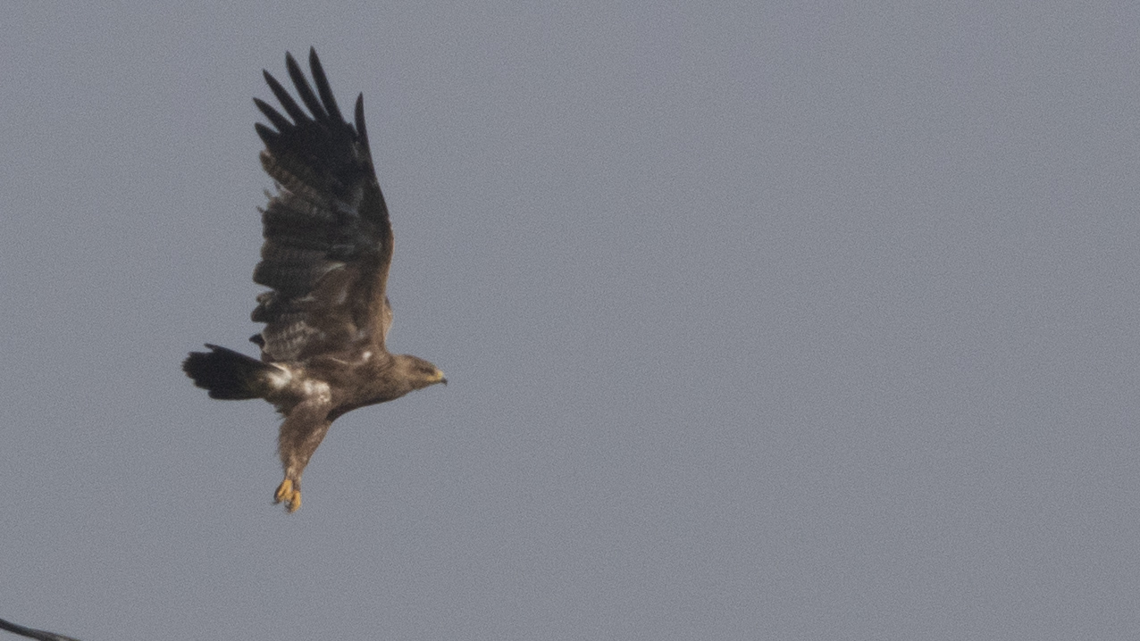 Lesser Spotted Eagle