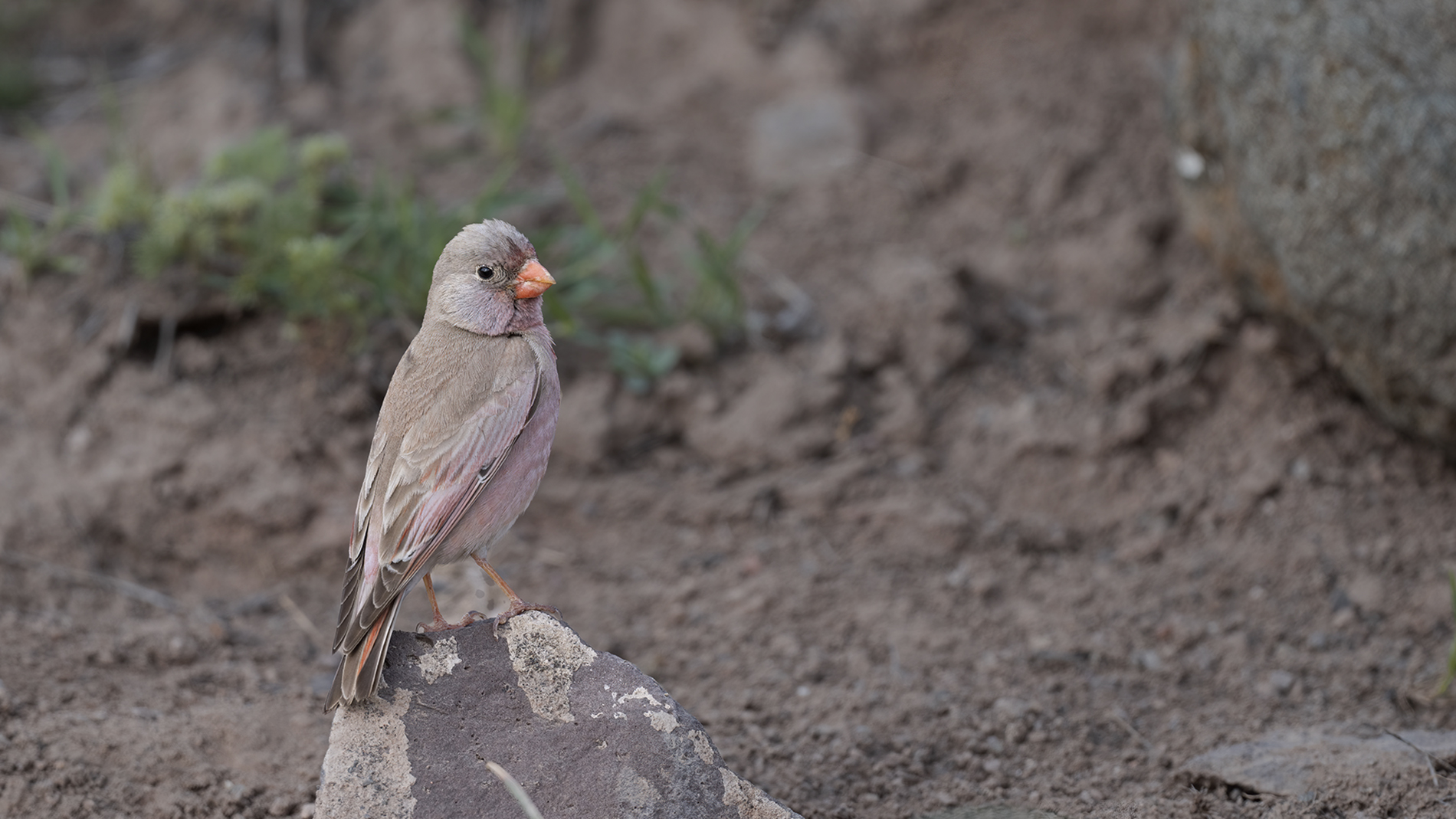 Trumpeter Finch