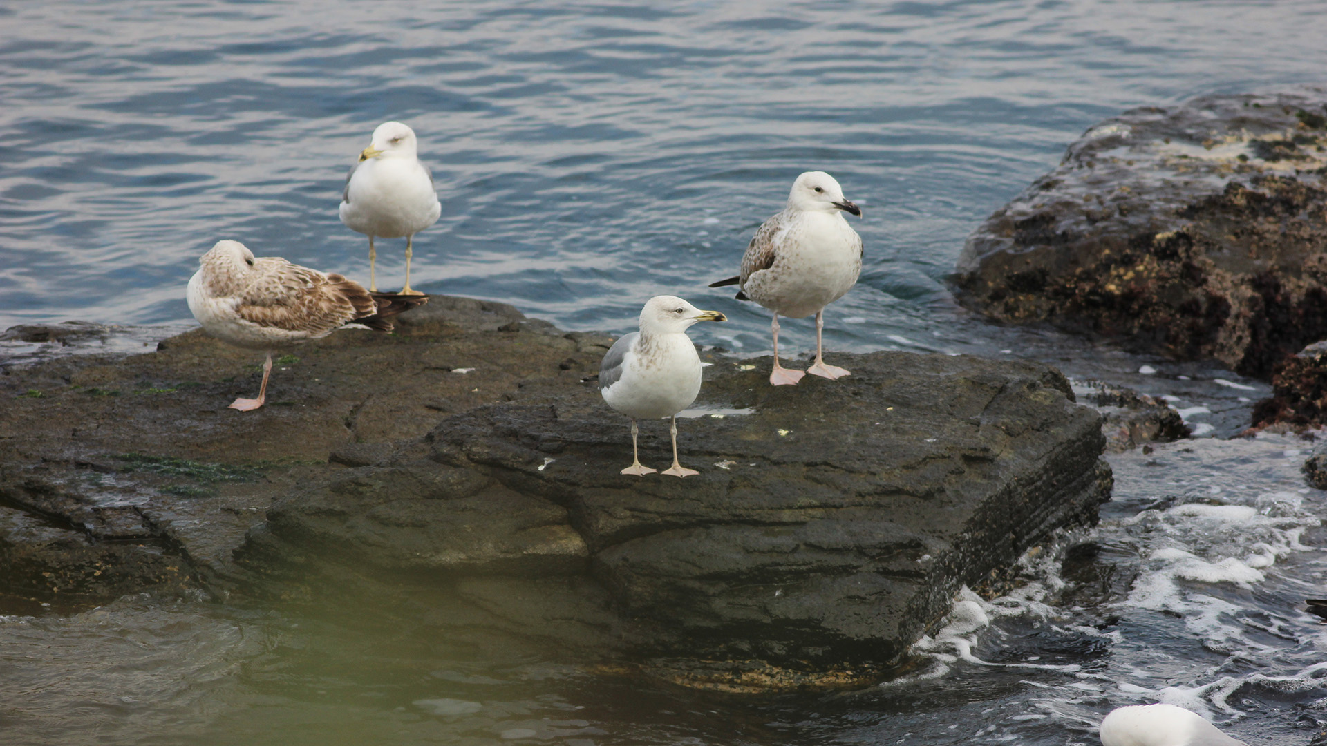 Caspian Gull