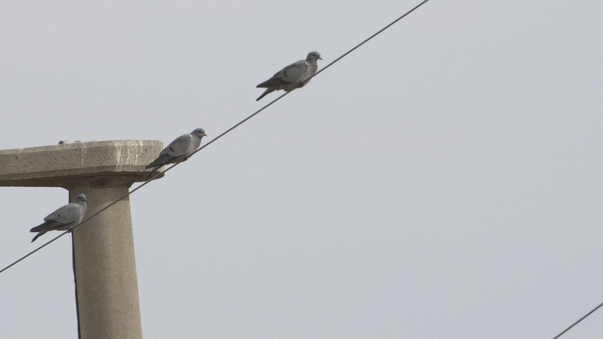 Stock Dove