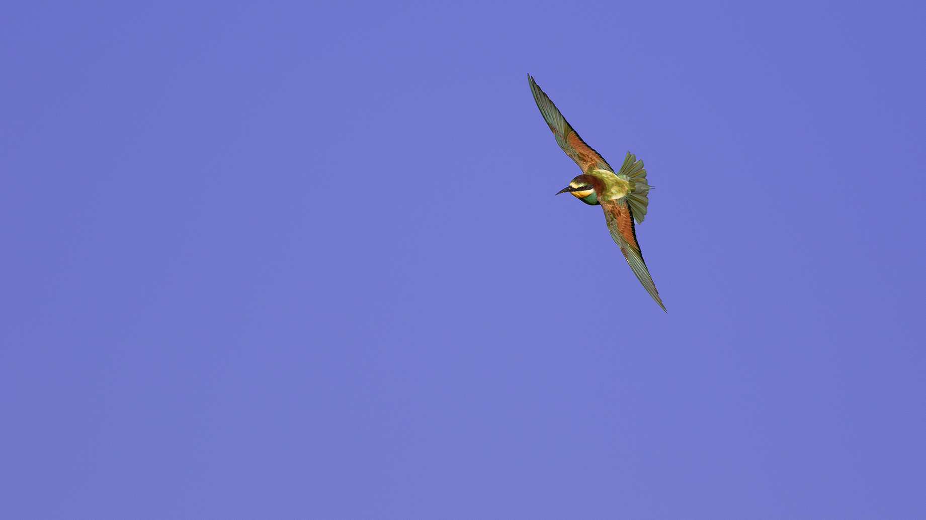 European Bee-eater