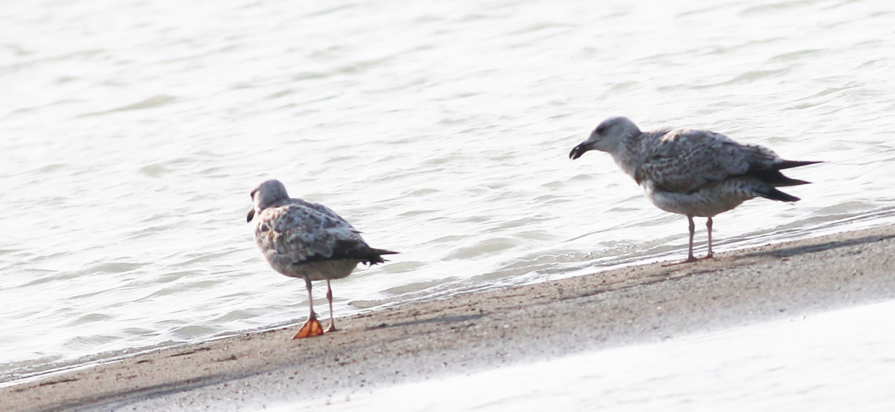 Caspian Gull