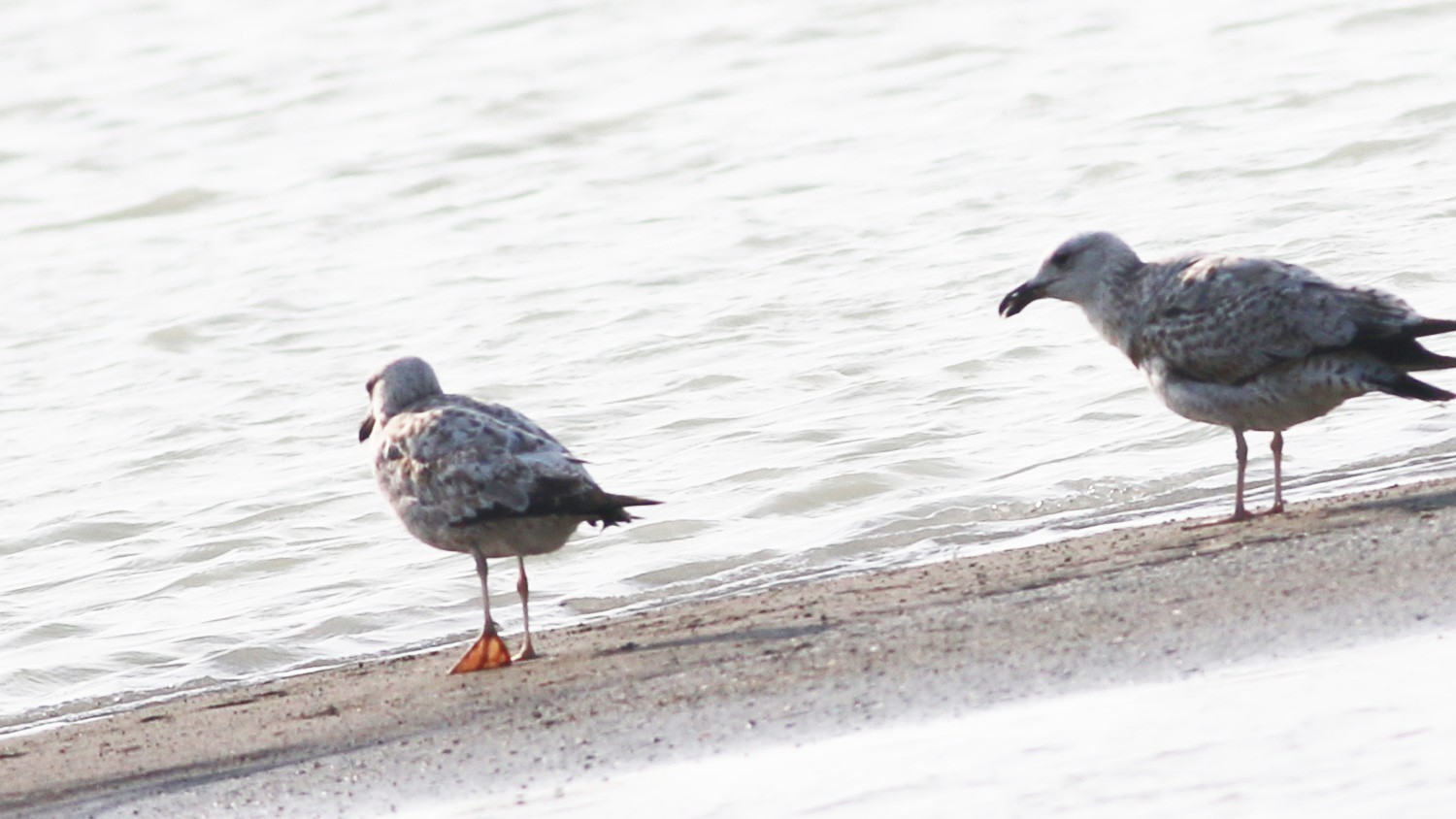 Caspian Gull