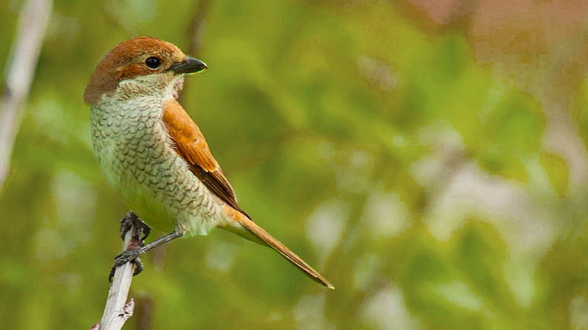 Red-backed Shrike