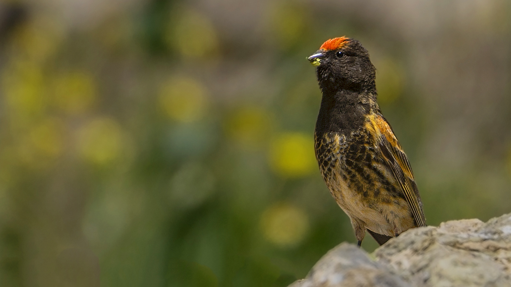Fire-fronted Serin