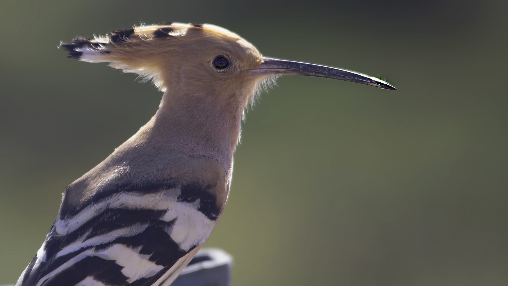 Common Hoopoe