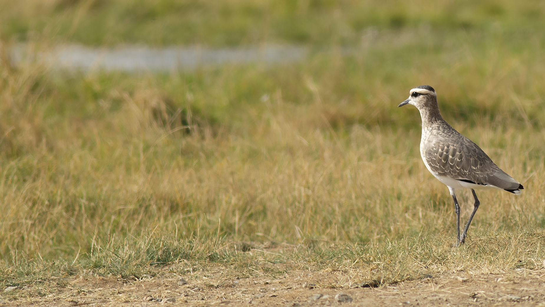 Sociable Lapwing — Ana fotoğraf