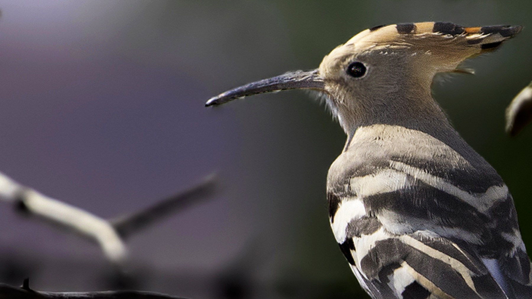 Eurasian Hoopoe