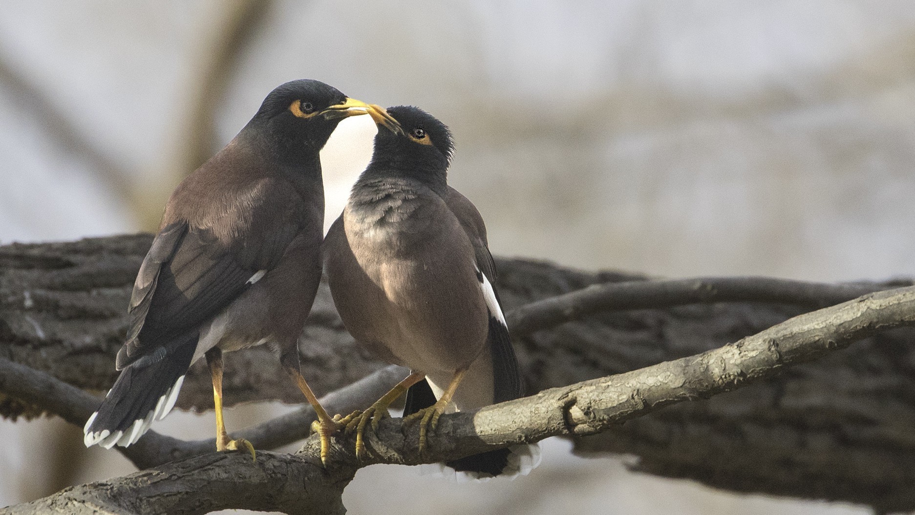 Common Myna