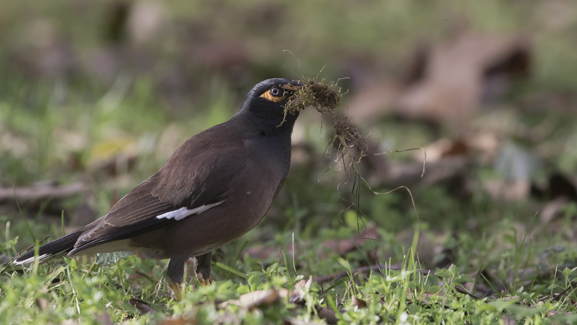 Common Myna