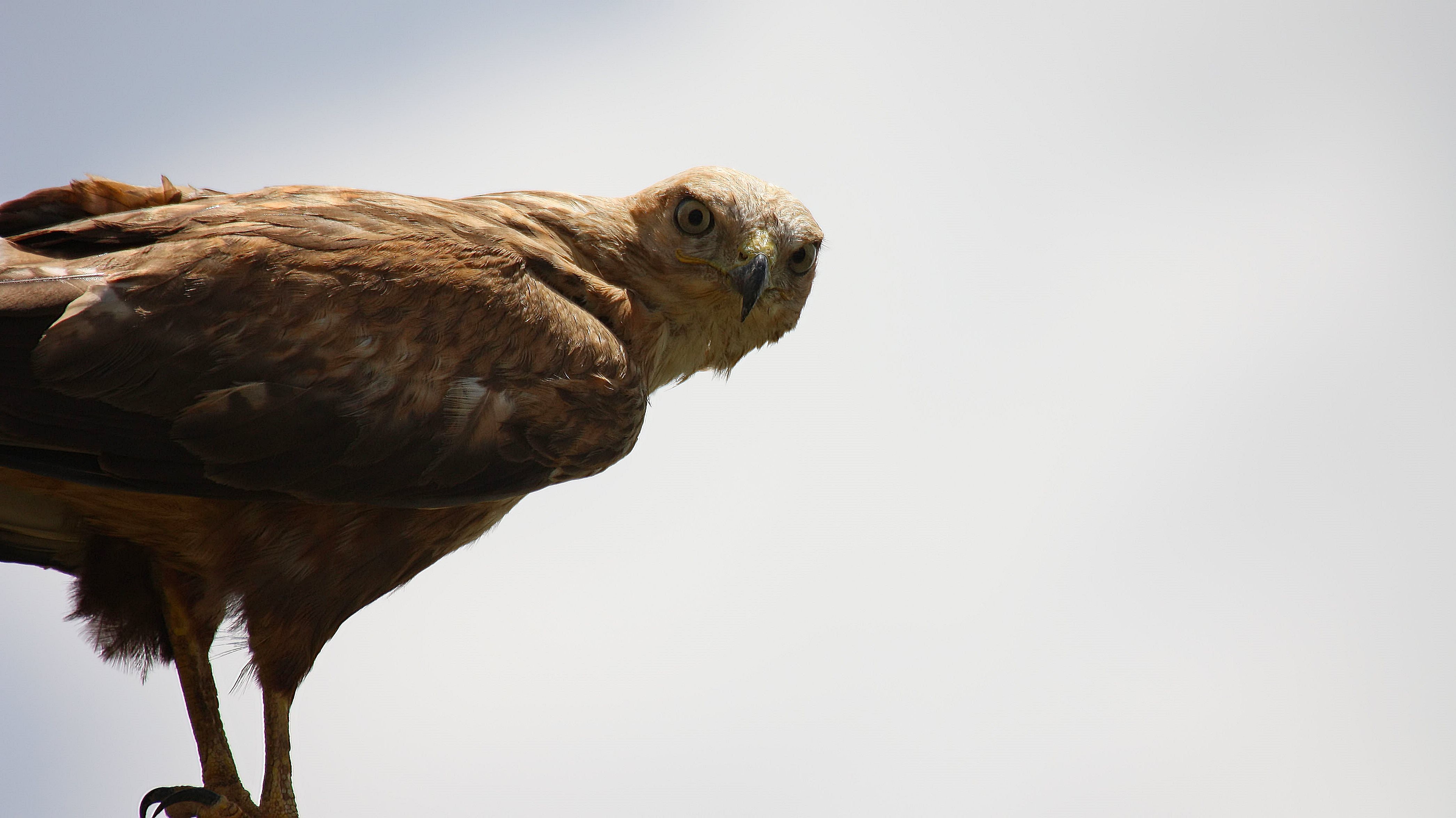Long-legged Buzzard — Ana fotoğraf