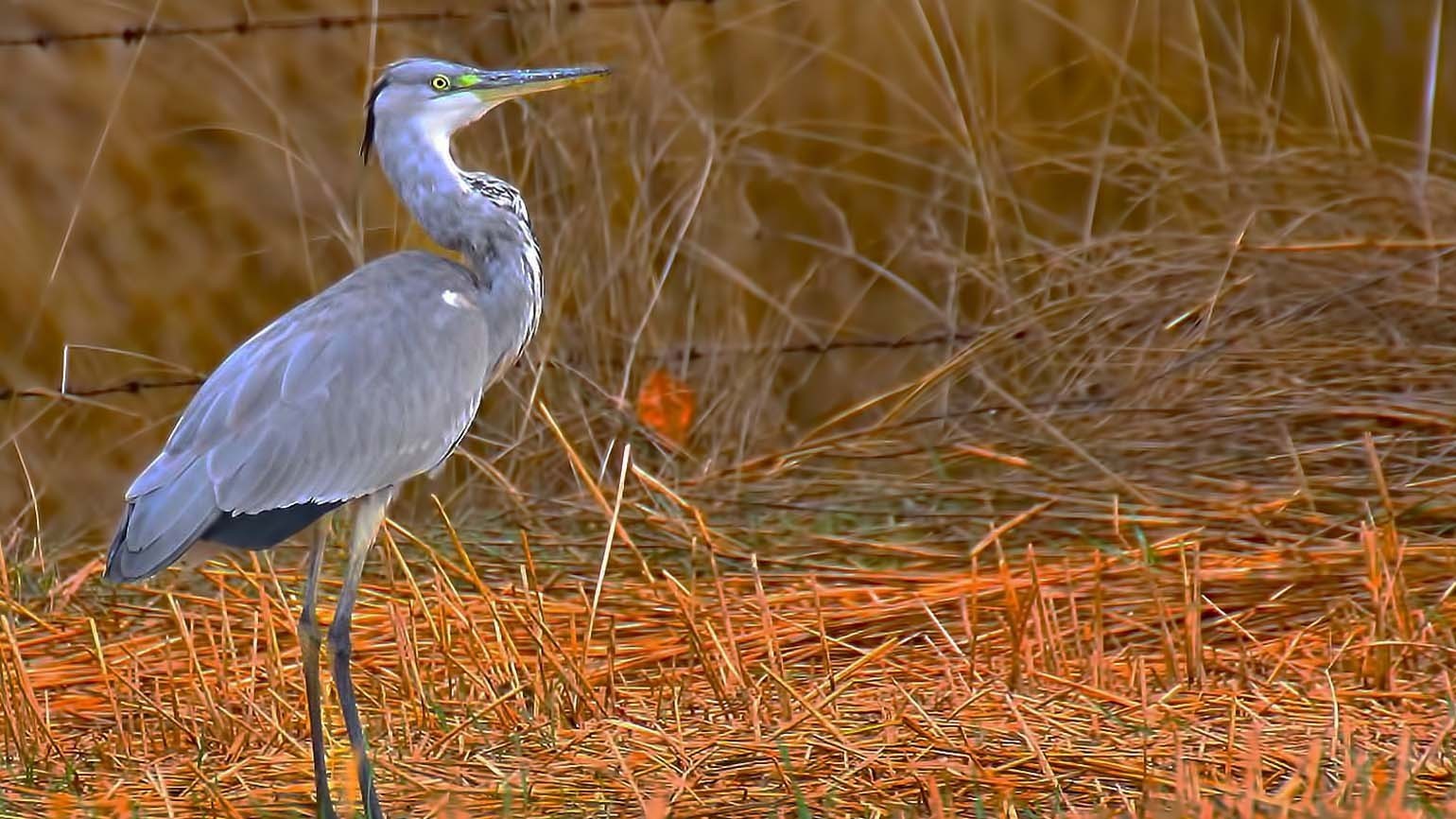 Grey Heron