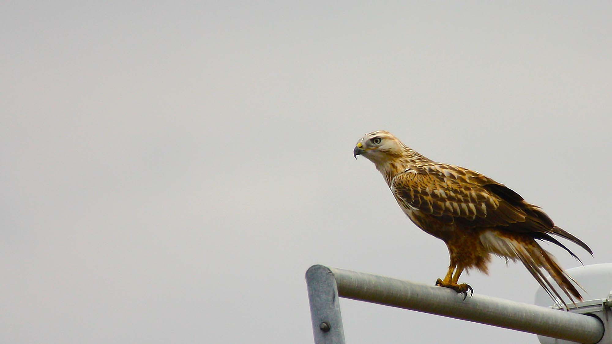 Long-legged Buzzard