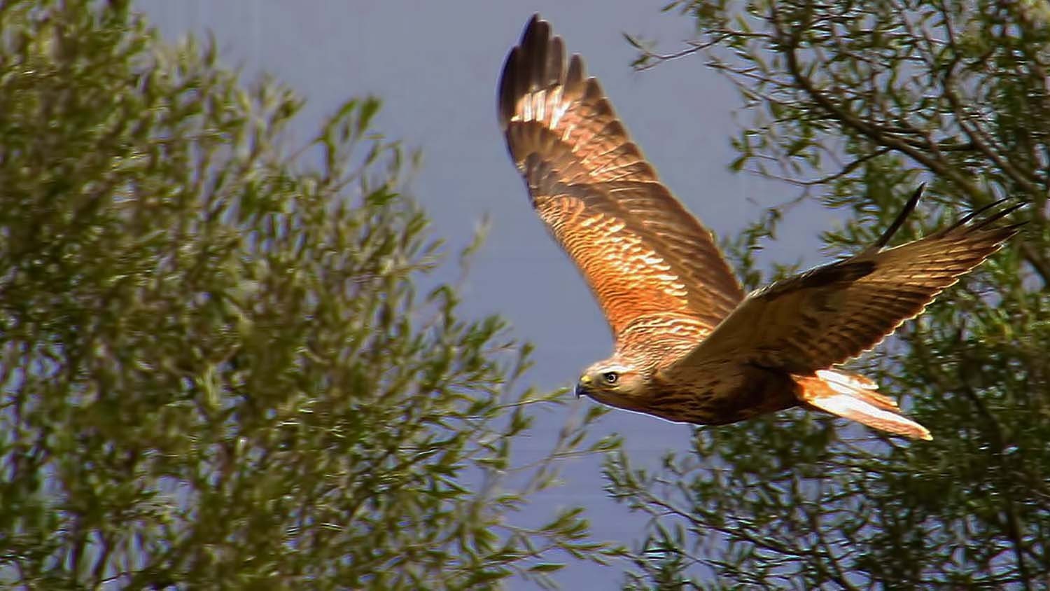 Long-legged Buzzard