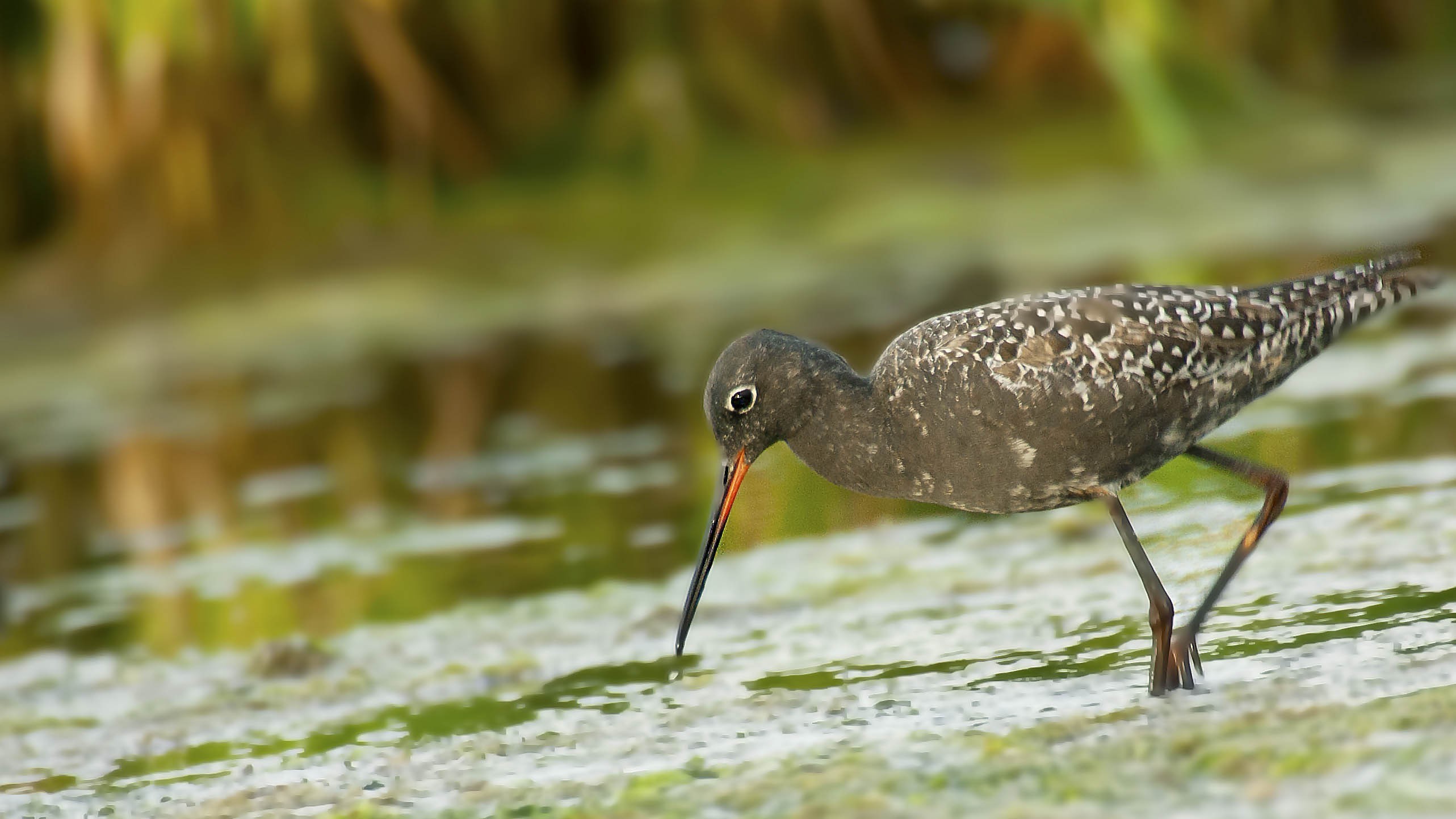 Spotted Redshank