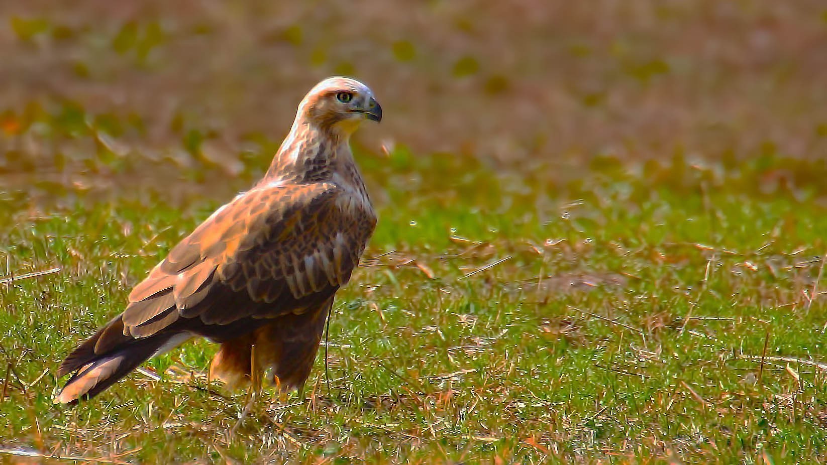 Long-legged Buzzard