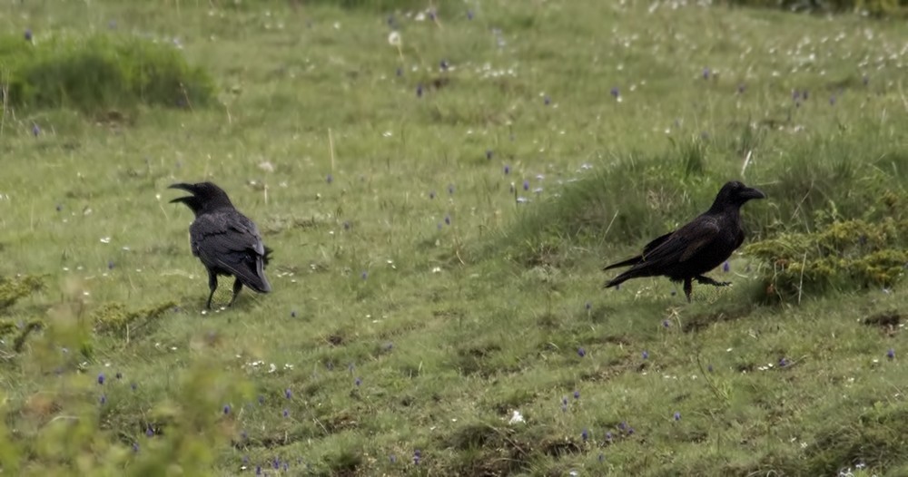 Common Raven