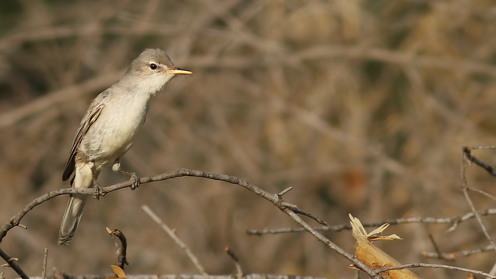Olive-tree Warbler
