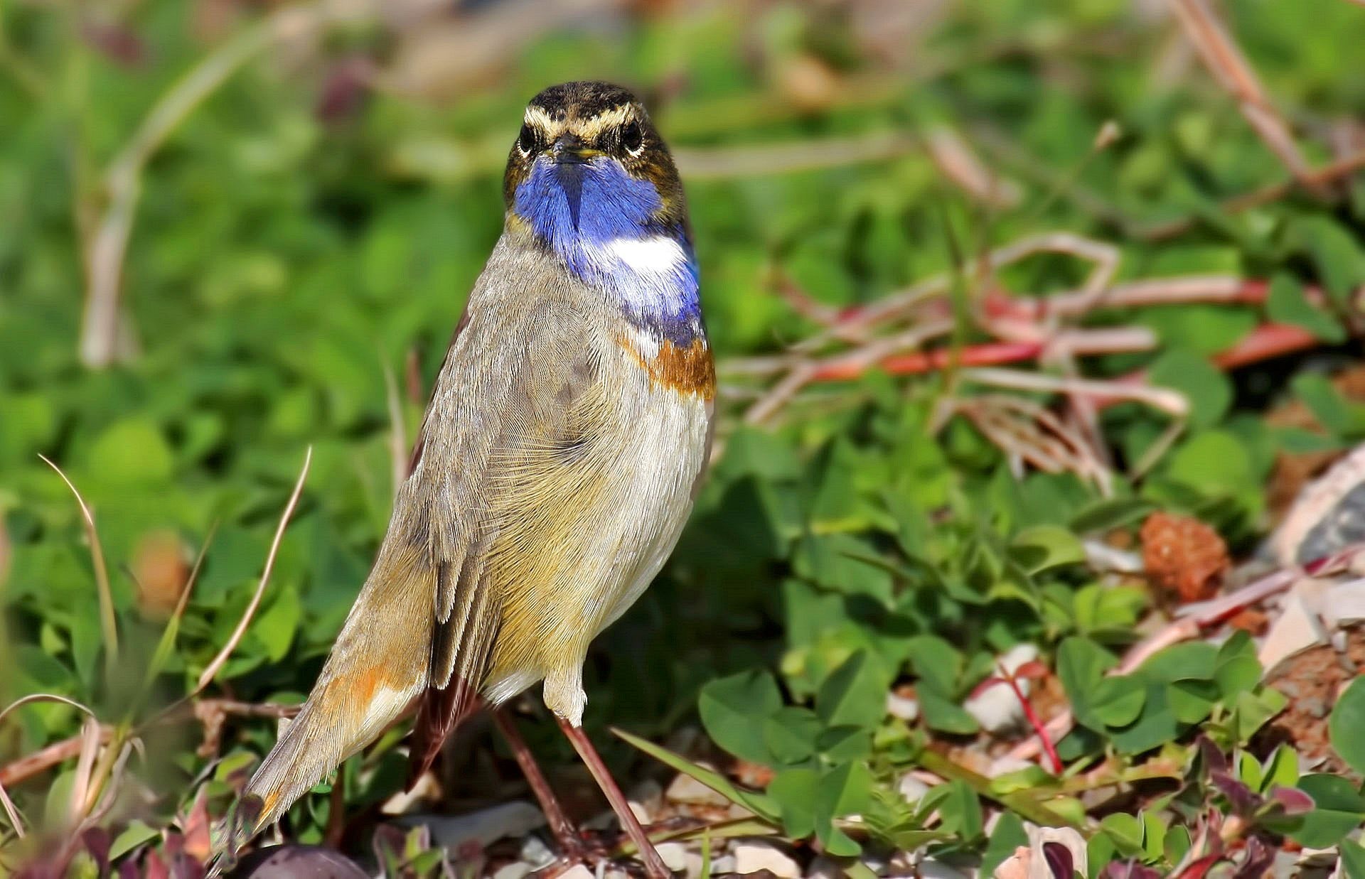 Bluethroat