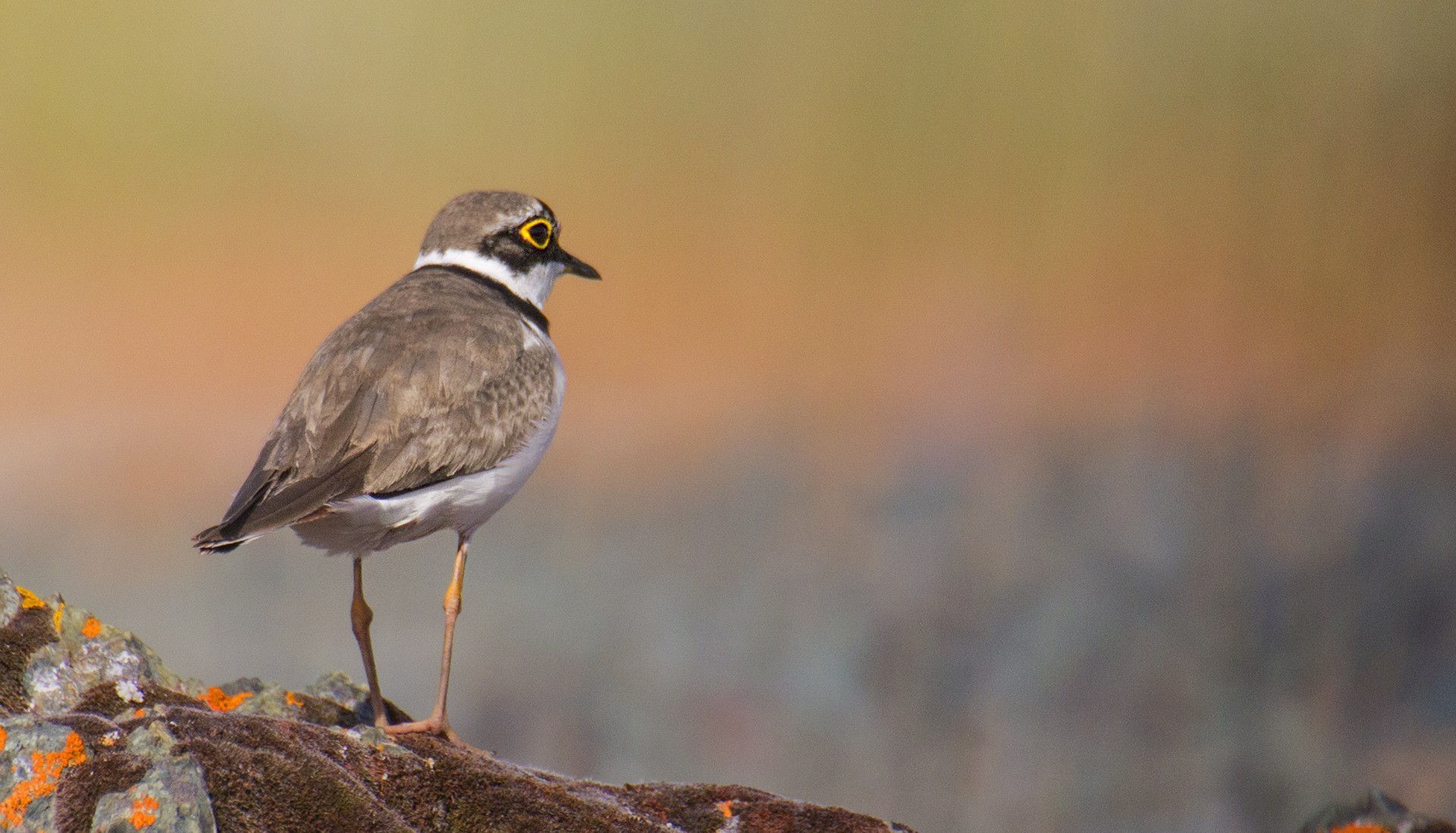 Little Ringed Plover