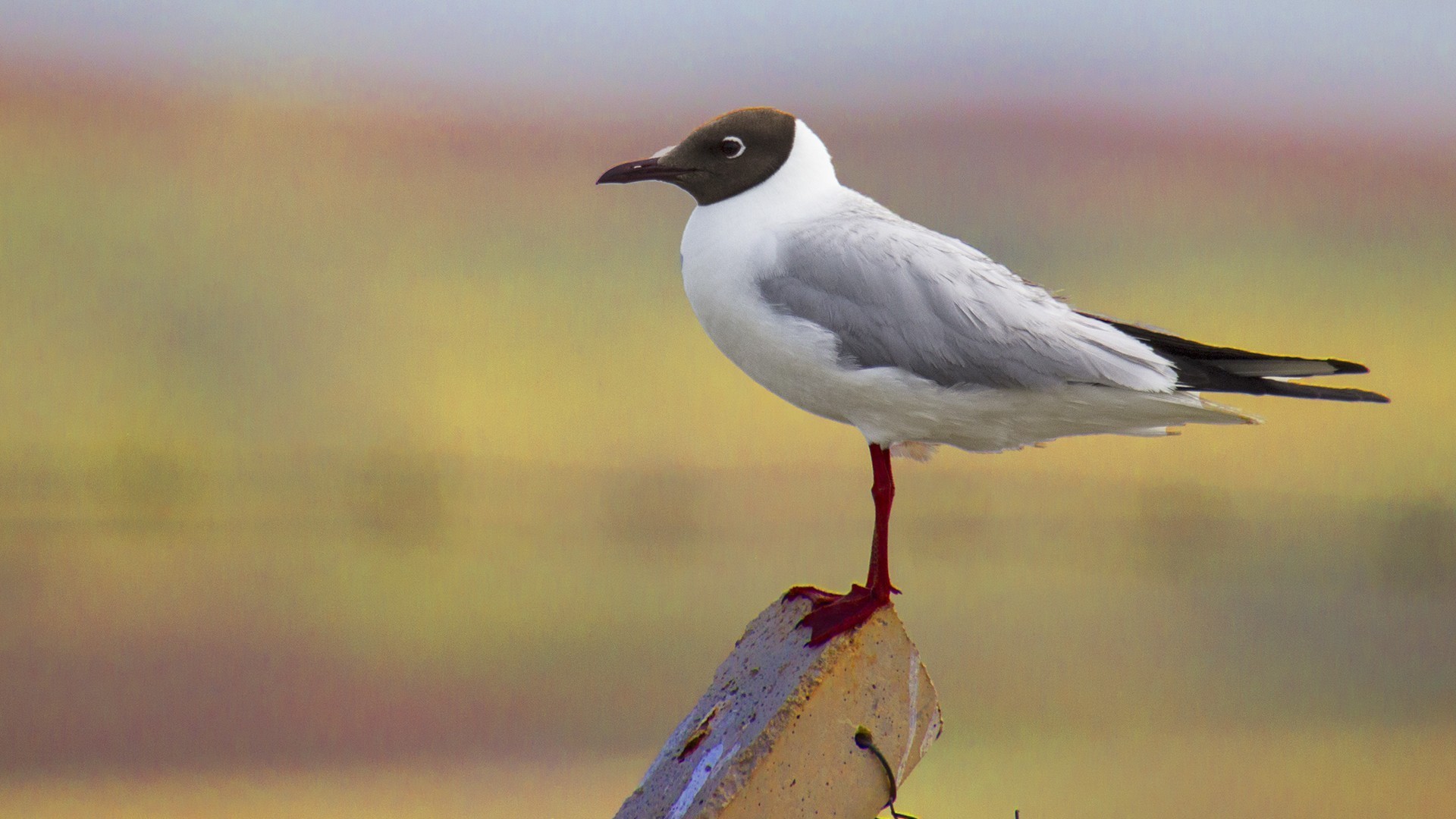 Slender-billed Gull