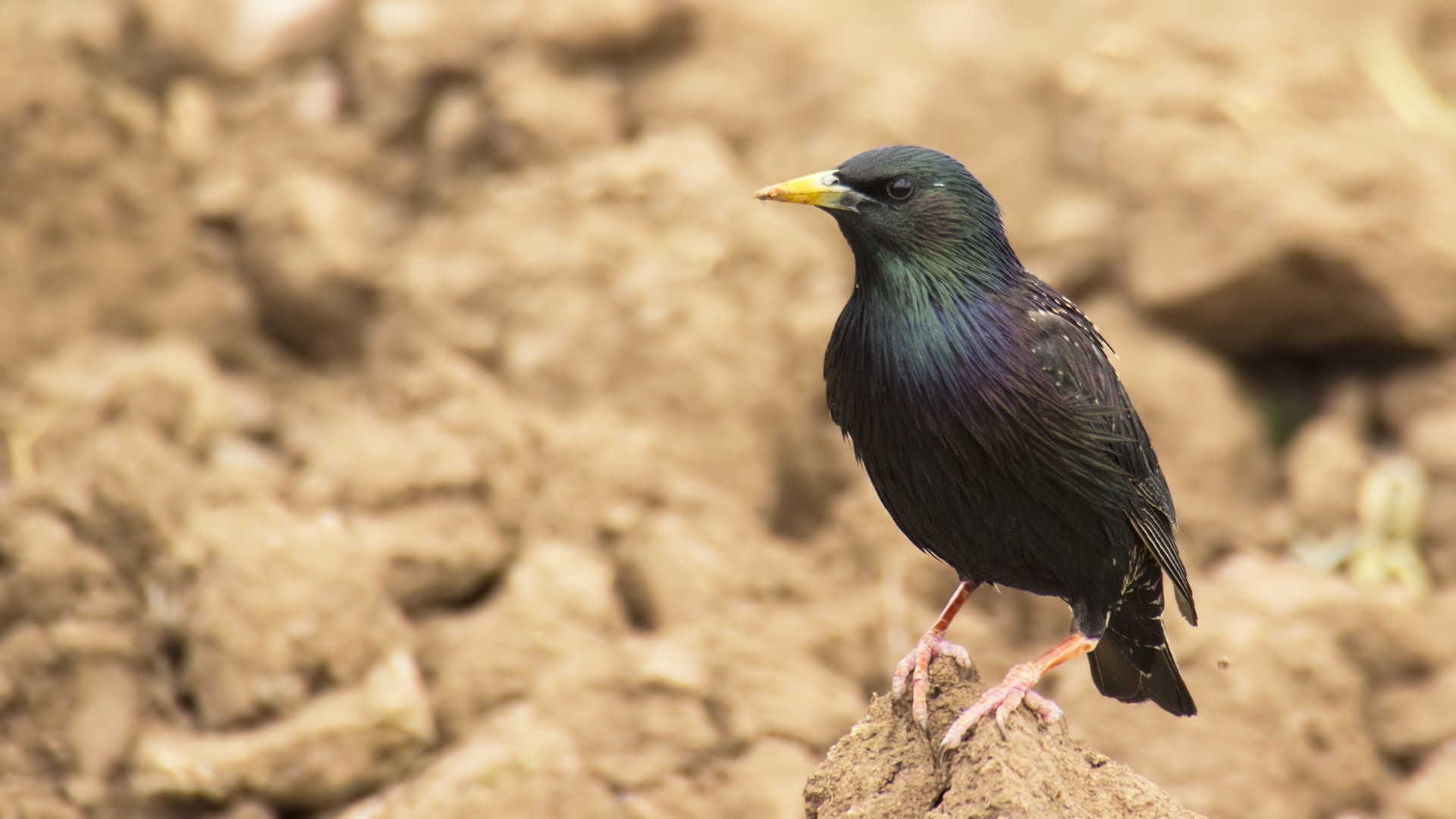 European Starling