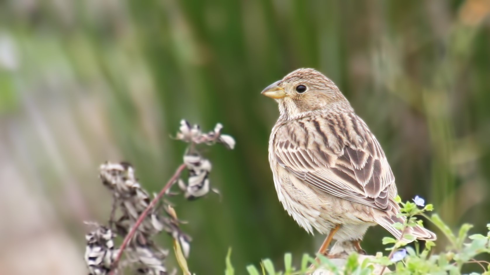Corn Bunting