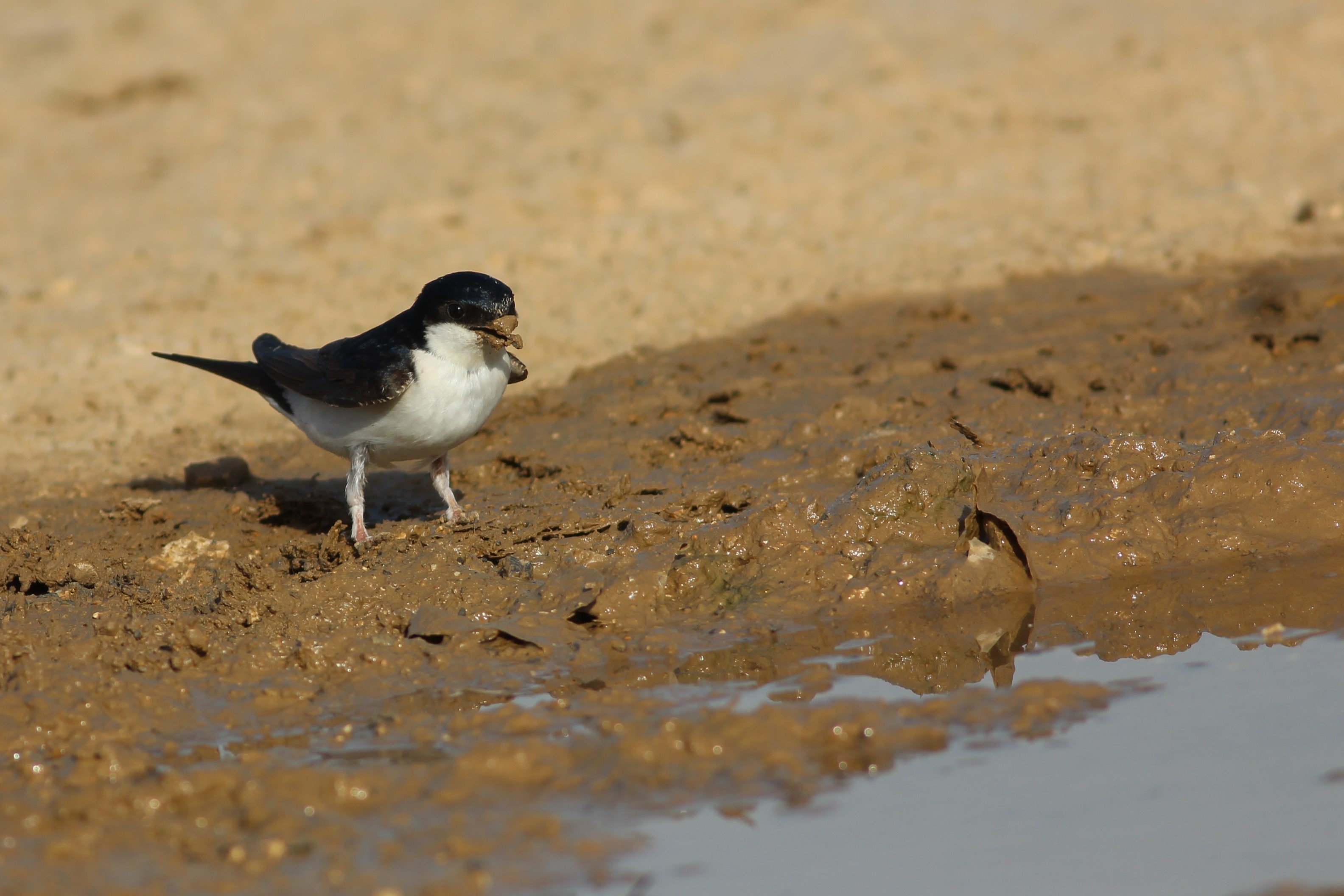 Common House-Martin