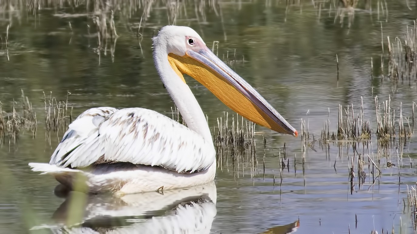Great White Pelican