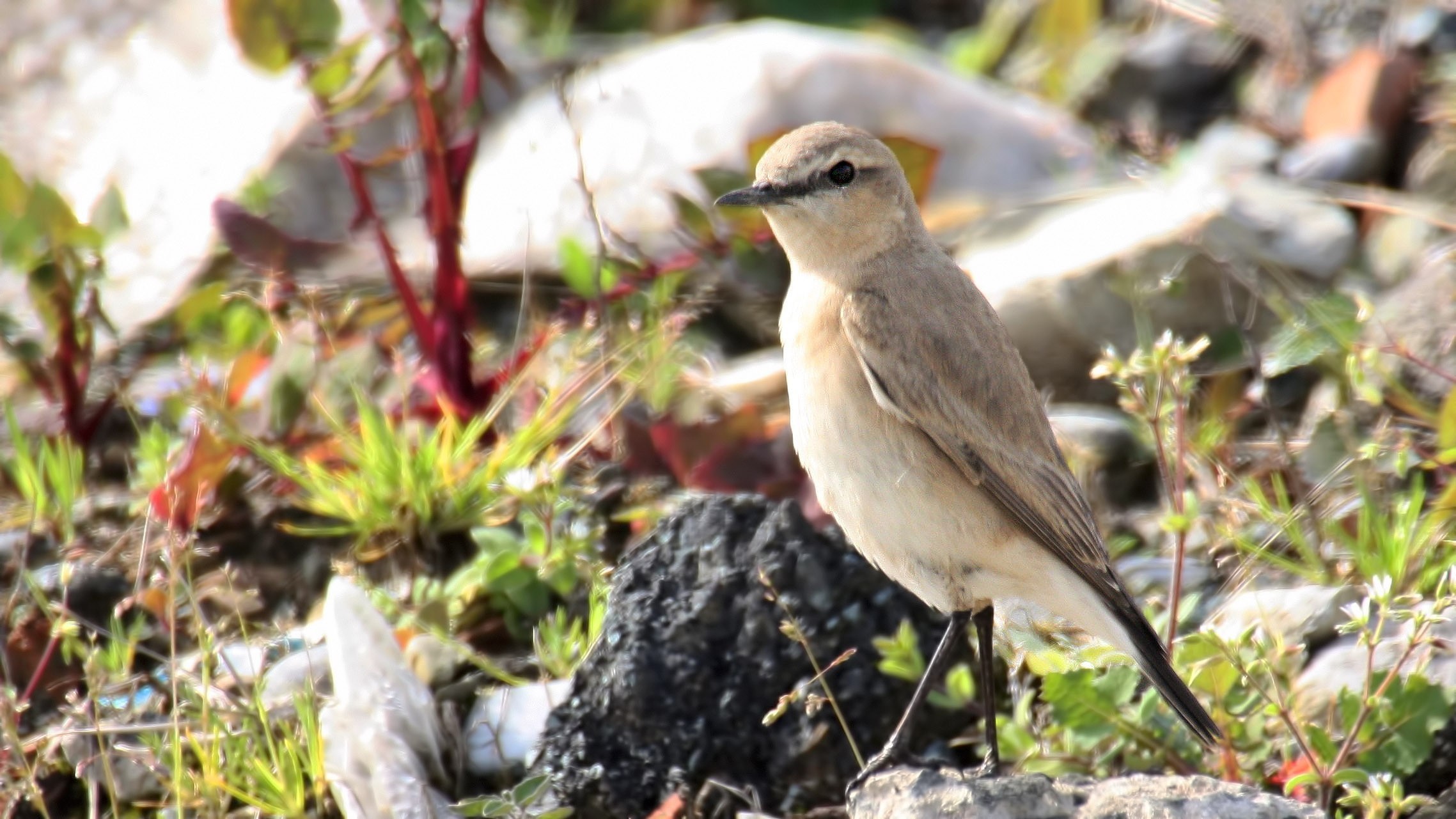 Isabelline Wheatear