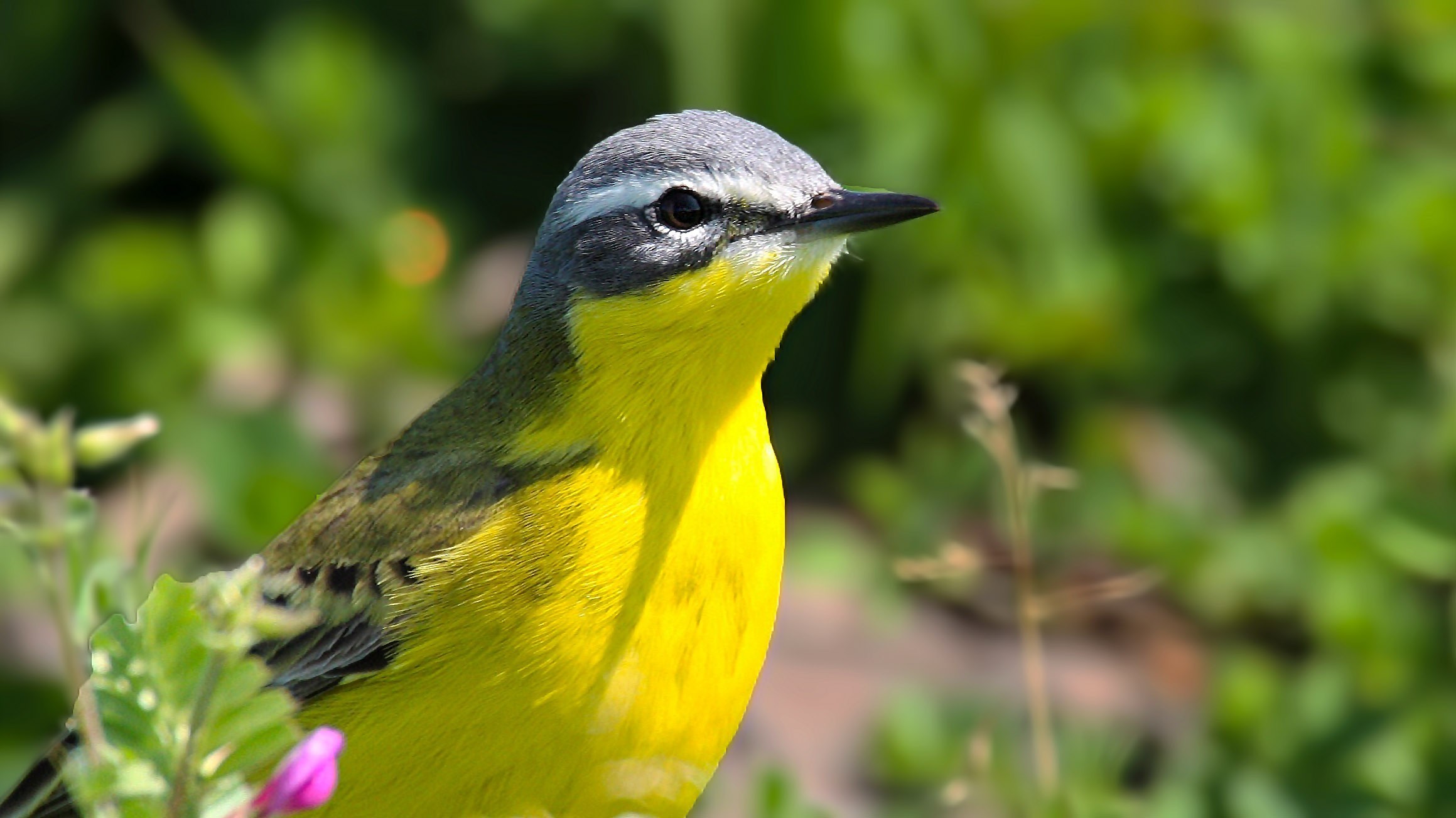 Yellow Wagtail — Ana fotoğraf
