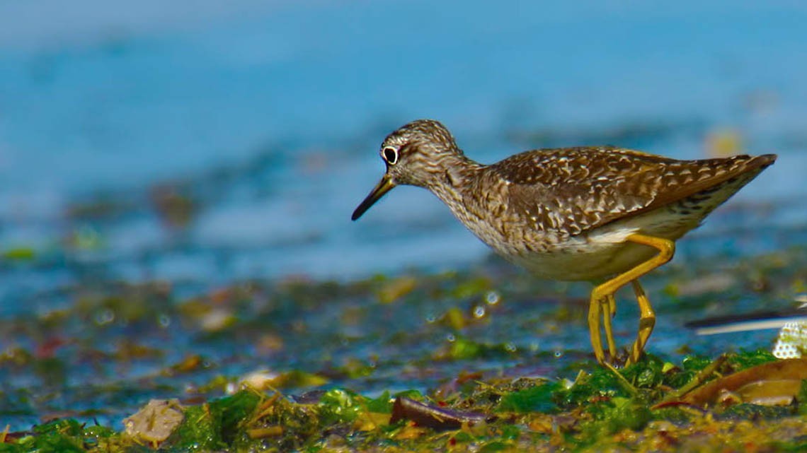 Wood Sandpiper