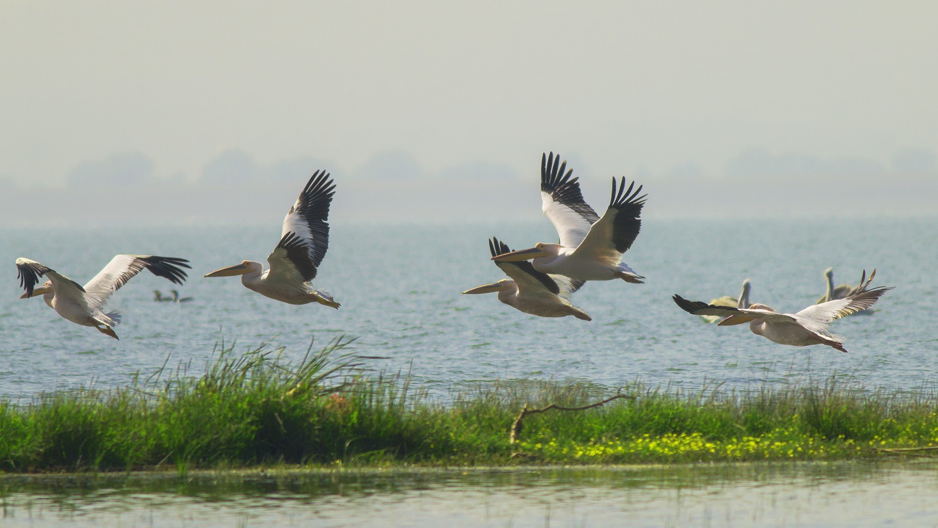 Great White Pelican