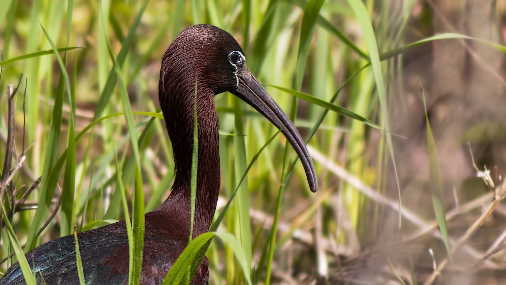 Glossy Ibis