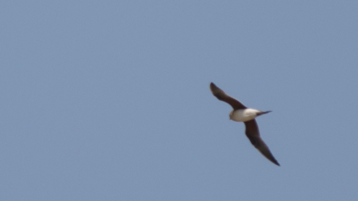 Alpine Swift