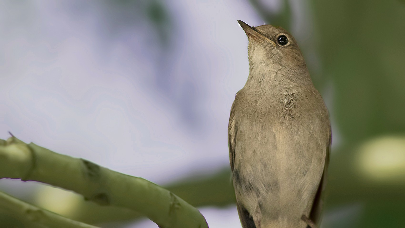 Common Nightingale