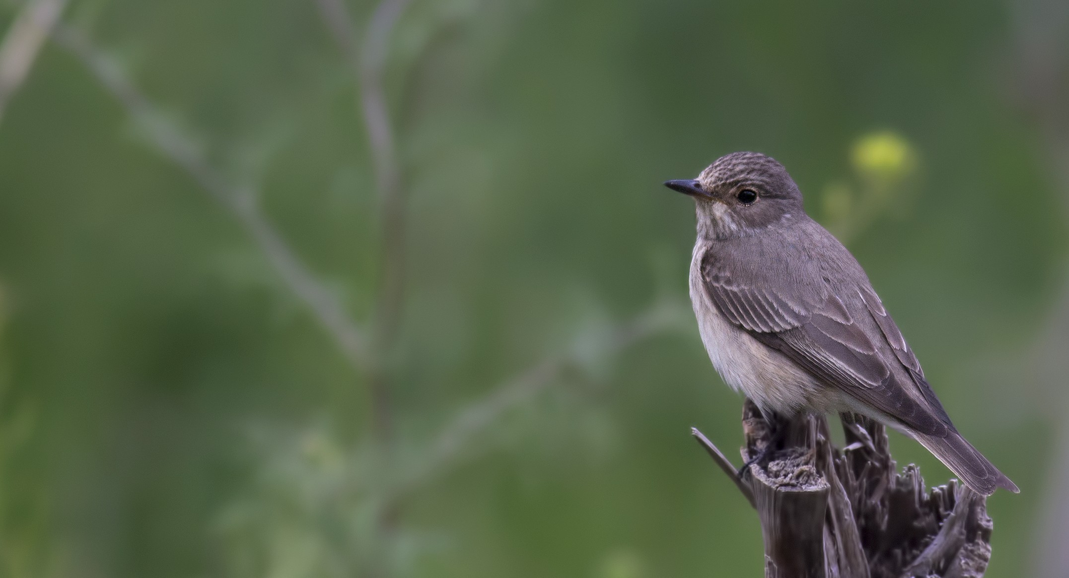 Spotted Flycatcher