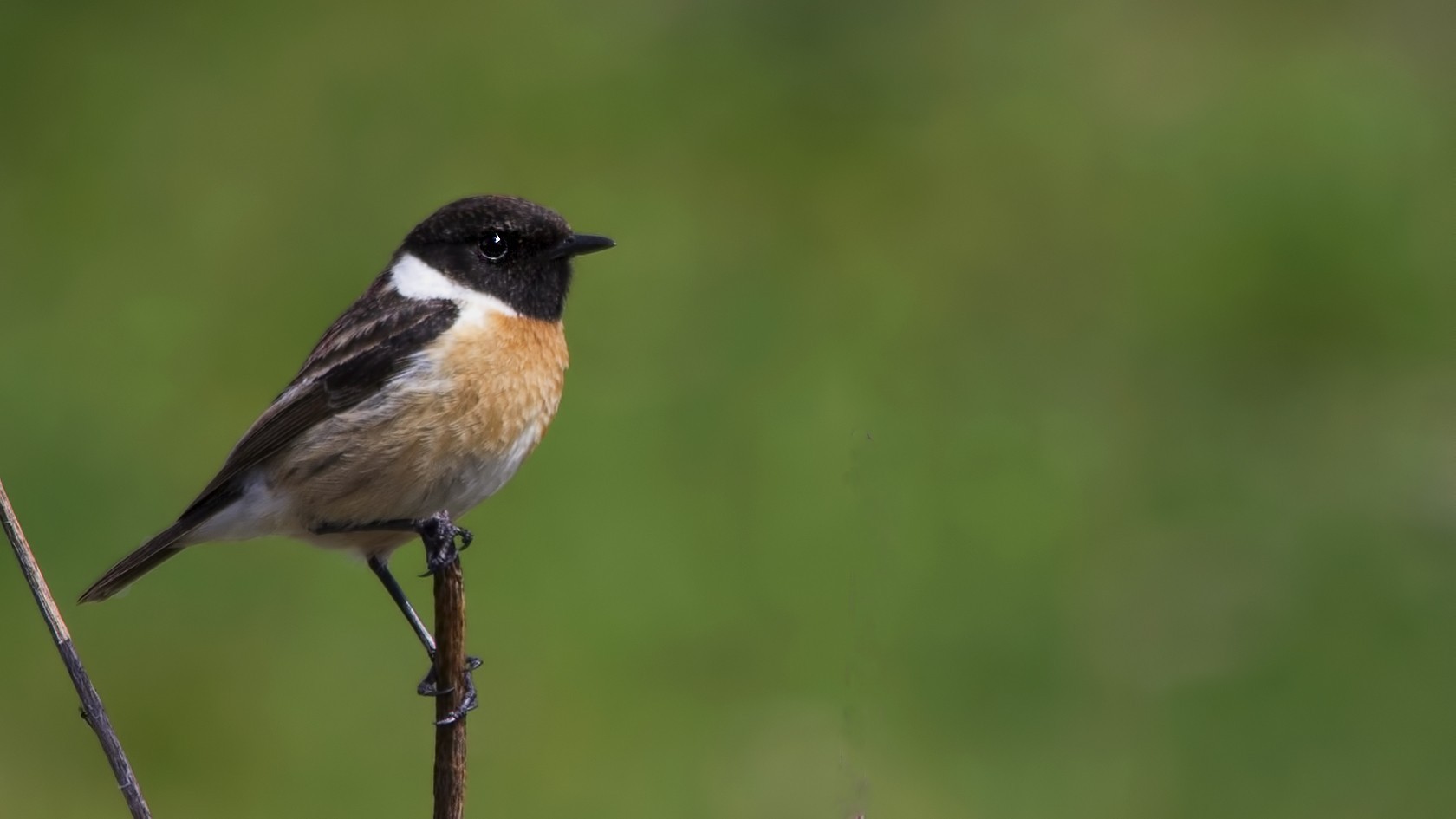 Common Stonechat