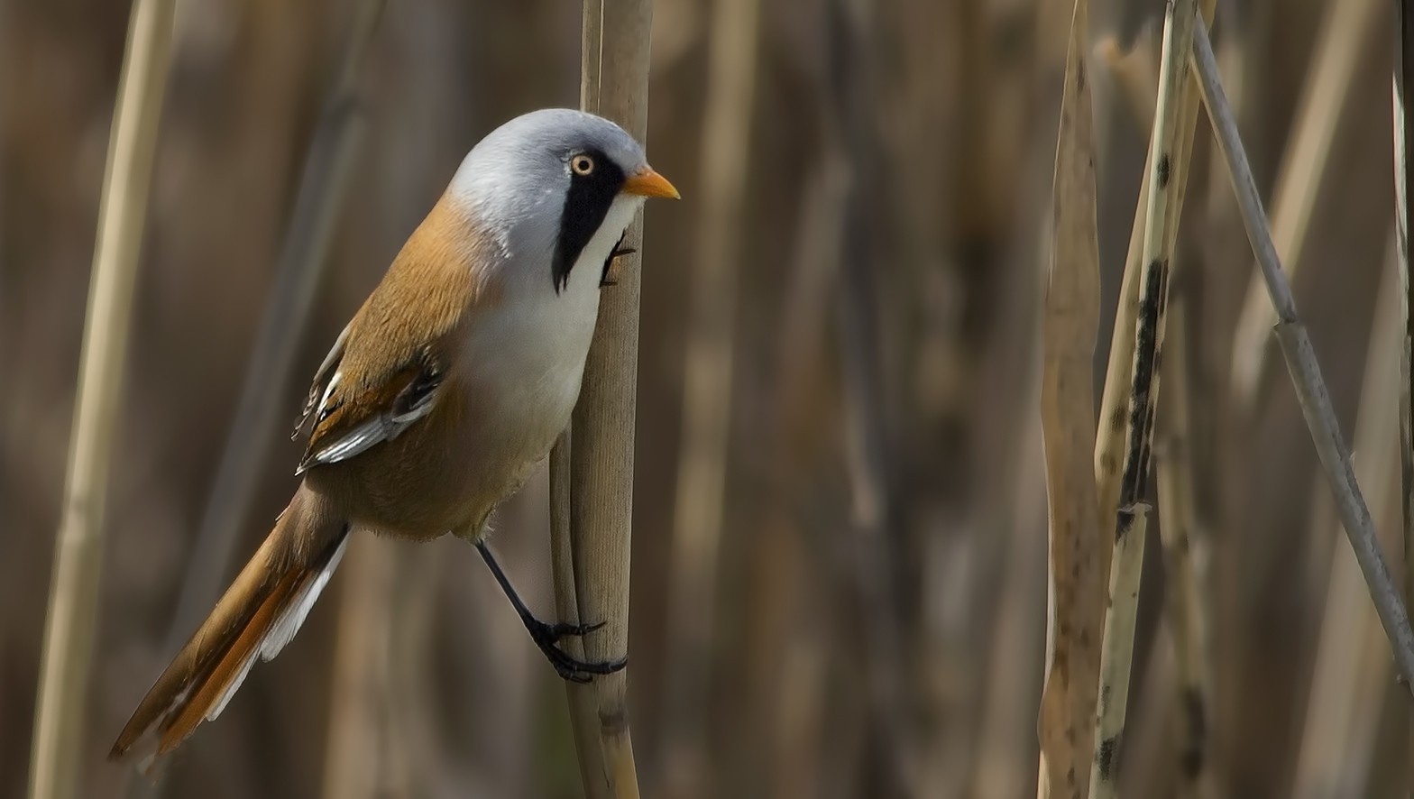 Bearded Parrotbill