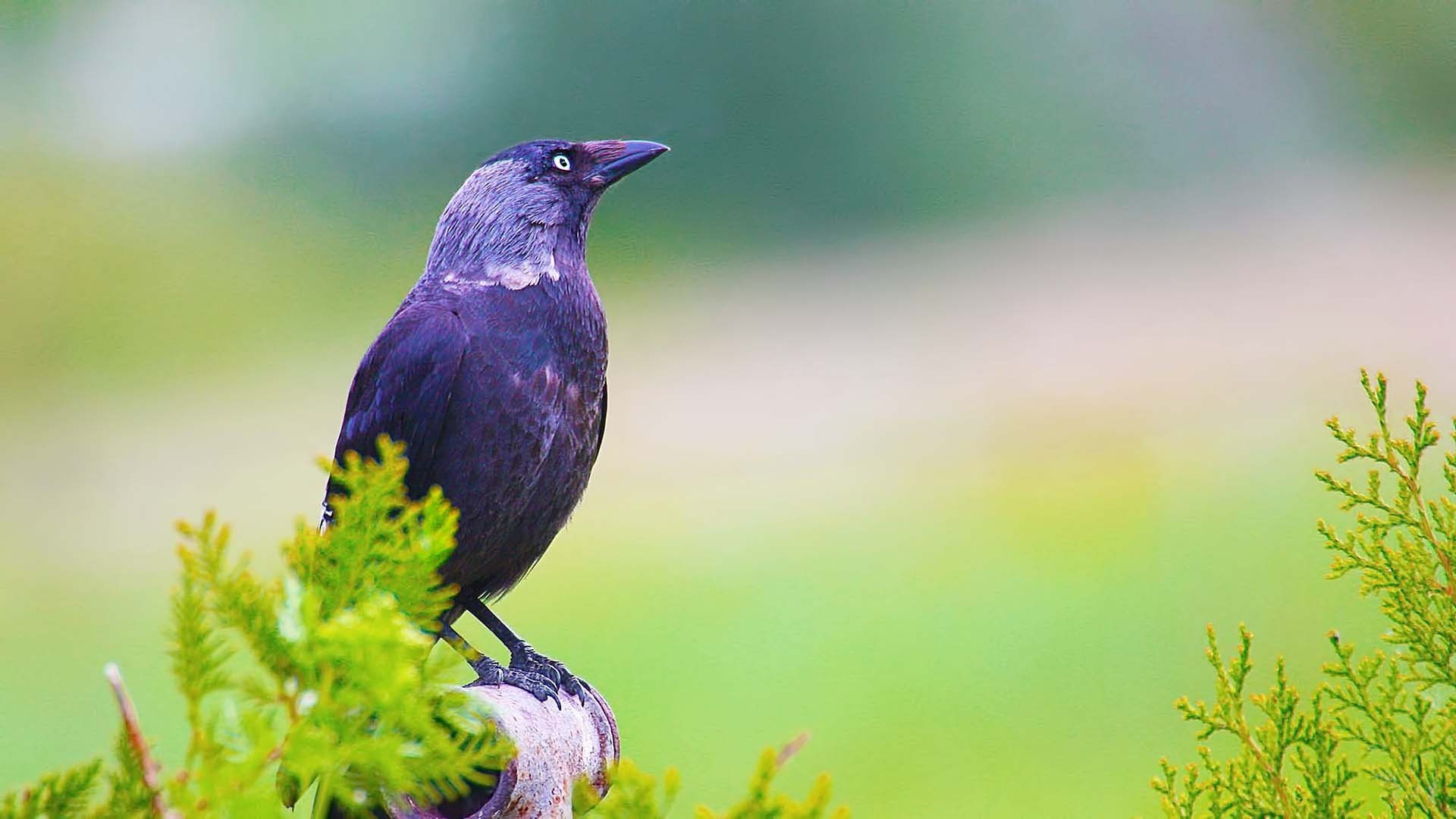 Eurasian Jackdaw